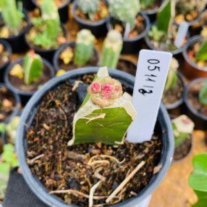 0511 12 Cacto Mammilaria Bocasana Fred