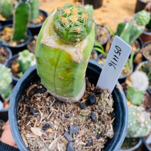 0511 16 Cacto Gymnocalycium angelae