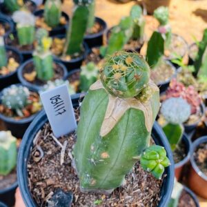 0511 17 Cacto Gymnocalycium angelae