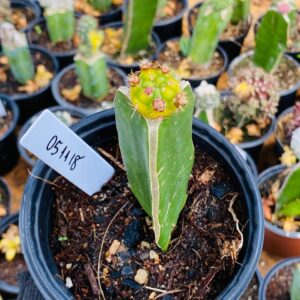 0511 18 Cacto Dansii variegata