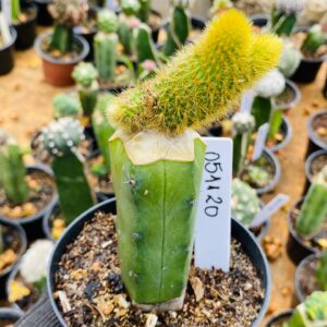 0511 20 Cacto rabo de Gato