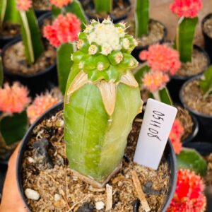 0511 08 Cacto Echinocactus grusonii inermis