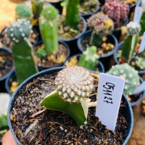 0511 27 Cacto Sulcorebutia eranacea