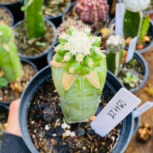 0511 28 Cacto Echinocactus grusonii inermis