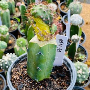 0511 39 Cacto Cereus peruvianus variegata Monstruoso enxertado