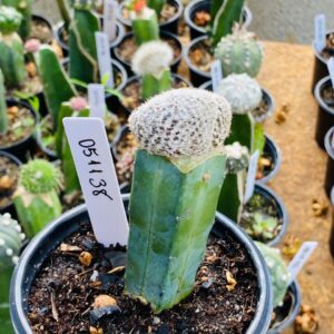 0511 38 Cacto Mammilaria Humboldtii cristata enxertado flor 11