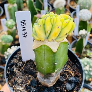 0511 37 Cacto Mertilocacto geometrazans Cristata variegata