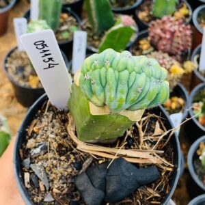 0511 54 Cacto Mertilocacto geometrazans Cristata variegata