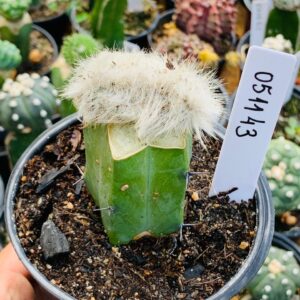 0511 43 Cacto Mammilaria plumosa cristata