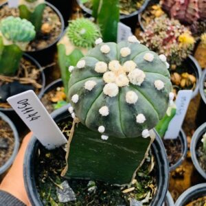 0511 44 Cacto Astrophytum ásteria ooibo