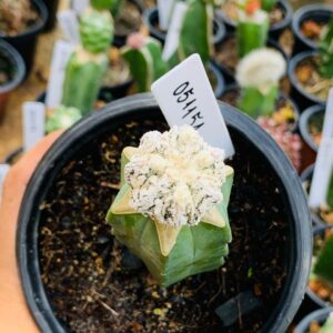 0511 51 Cacto Dinossauro