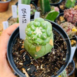 0511 52 Cacto Coryphantha Elephantidens