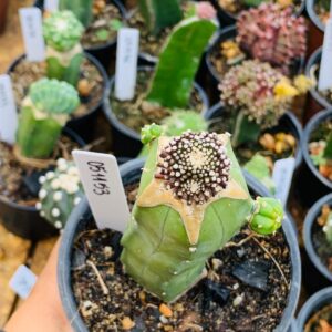 0511 53 Cacto Mammilaria luethyi