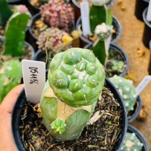 0511 56 Cacto Coryphantha Elephantidens