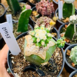 0511 58 Cacto Schinocactus grusonii inemis