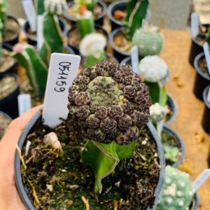 0511 59 Cacto sulcorebutia rauschii