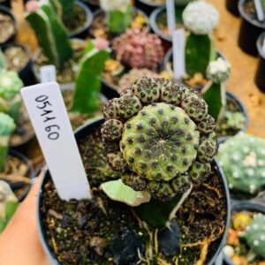 0511 60 Cacto sulcorebutia rauschii