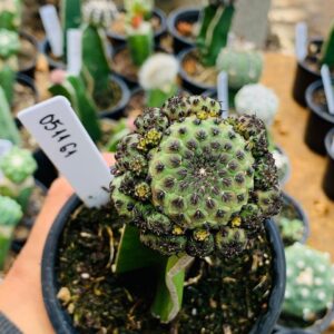 0511 61 Cacto sulcorebutia rauschii green apple