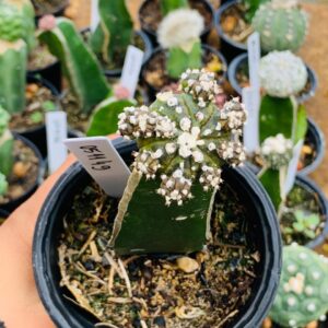 0511 49 Cacto Astrophytum purple Black