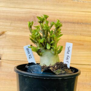 0511 72 Arabicum Super Fast - F2 12 meses