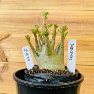 0511 74 Arabicum Darkseid - F2 12 meses