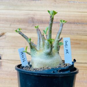 0511 76 Arabicum Godji - F2 12 meses