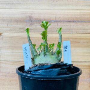 0511 77 Arabicum Pbn - F2 12 meses