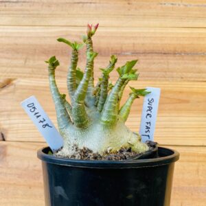 0511 78 Arabicum Super Fast - F2 12 meses