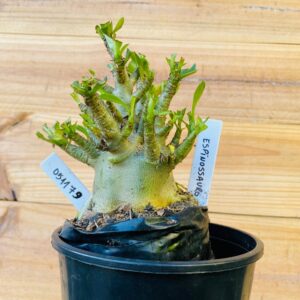 0511 79 Arabicum Espinossauro - F2 12 meses