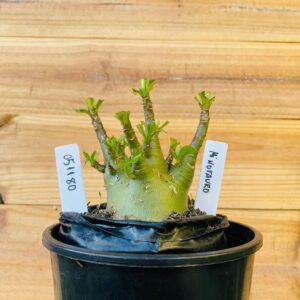 0511 80 Arabicum Minotauro - F2 12 meses