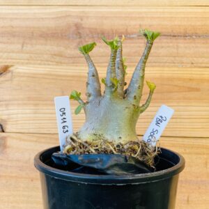 0511 63 Arabicum PBN Soco - F2 12 meses