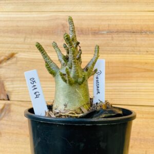 0511 64 Arabicum Dinossaur - F2 12 meses