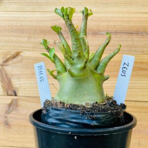 0511 66 Arabicum Zeus - F2 12 meses