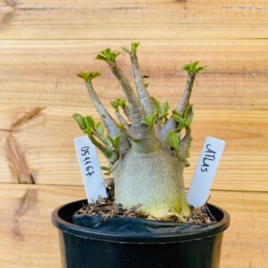 0511 67 Arabicum Atlas - F2 12 meses