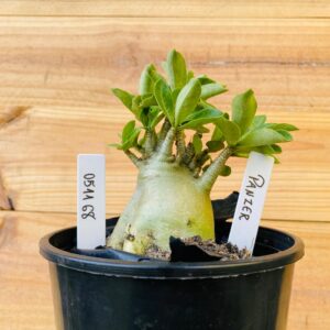 0511 68 Arabicum Panzer - F2 12 meses