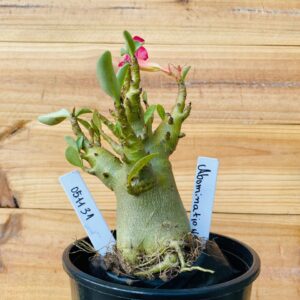 0511 31 Arabicum Abomination - F2 12 meses