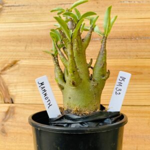 0511 32 Arabicum Mammoth - F2 12 meses