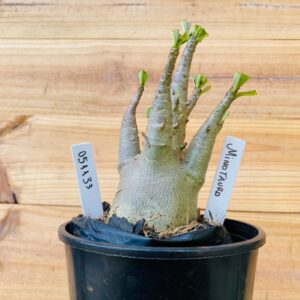 0511 33 Arabicum Minotauro - F2 12 meses