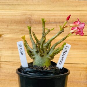 0511 34 Arabicum Espinossauro - F2 12 meses