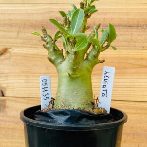 0511 35 Arabicum Leviatã - F2 12 meses