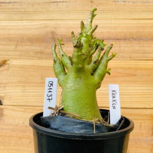 0511 37 Arabicum Kraken - F2 12 meses