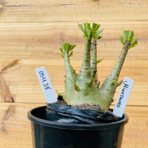 0511 38 Arabicum Minotauro - F2 12 meses