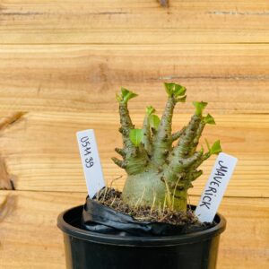 0511 39 Arabicum Maverick  - F2 12 meses