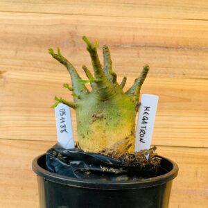 0511 88 Arabicum Megatron - F2 12 meses