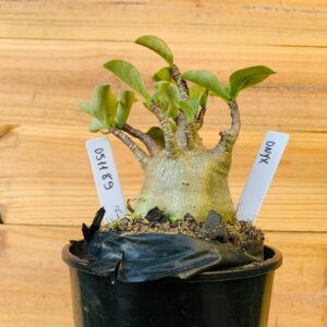 0511 89 Arabicum Onyx - F2 12 meses