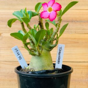 0511 90 Arabicum Tiranossauro - F2 12 meses