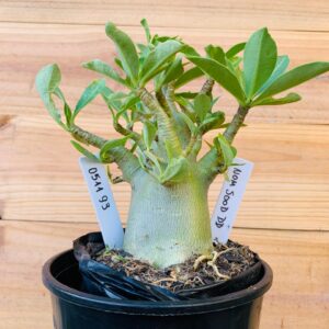 0511 93 Arabicum Nom Sod DD - F2 12 meses