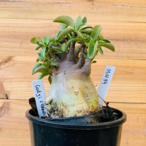 0511 94 Arabicum Godji Champ - F2 12 meses