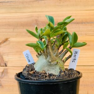 0511 96 Arabicum Tyson - F2 12 meses