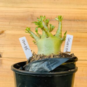 0511 98 Arabicum Galvatron - F2 12 meses